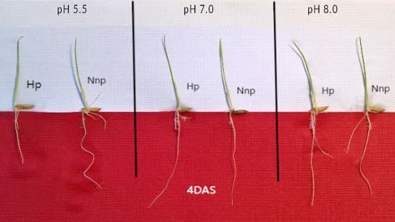 Changes in dry weight of shoots and roots under different treatments