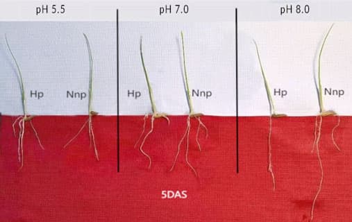 Changes in dry weight of shoots and roots under different treatments